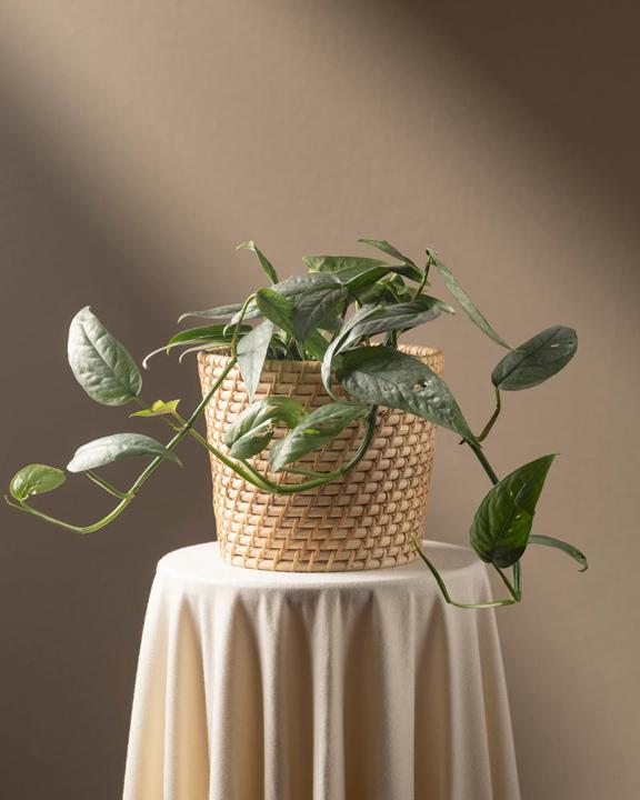 Immagine prodotto feey Epipremnum pinnatum 'Cebu Blue' (25 cm, Appena rinvasata)