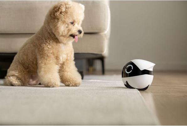 Actual product image Enabot Rola Mini Companion Robot (2304 x 1296 Pixels)