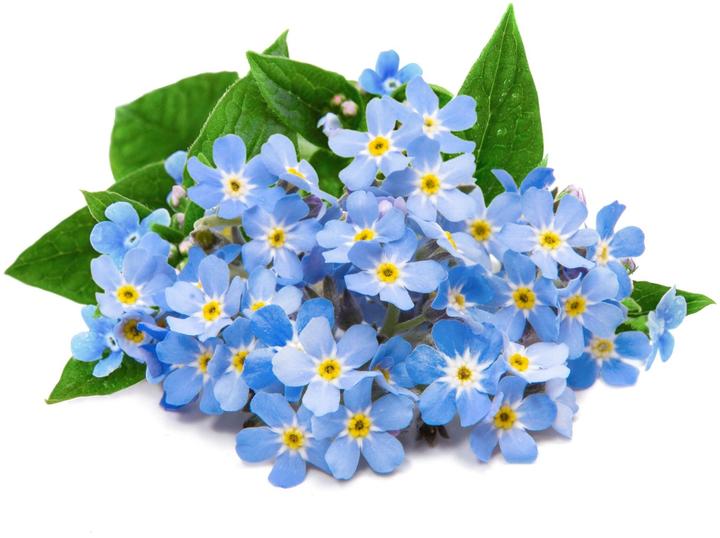 Actual product image Véritable Lingot Cinnamon Basil - Organic (Herb seeds)