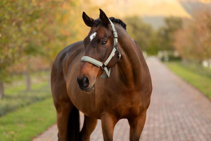 Immagine prodotto LeMieux Finesse