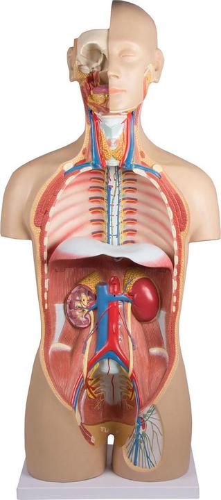 Immagine prodotto Erler Zimmer Modello anatomico del busto con schiena aperta (40 x 23 x 88 cm)