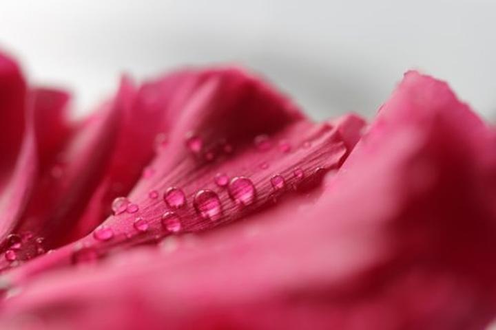 Image du produit Canon EF 100mm f/2.8L Macro IS USM - (EU) (Canon EF, Plein format)