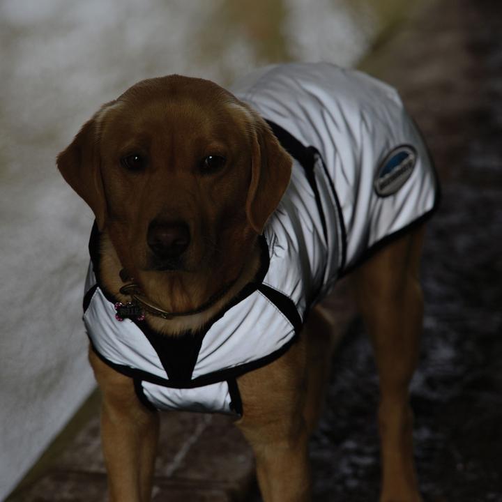 Actual product image Weatherbeeta Comfitec moyen (25, Dog coat)