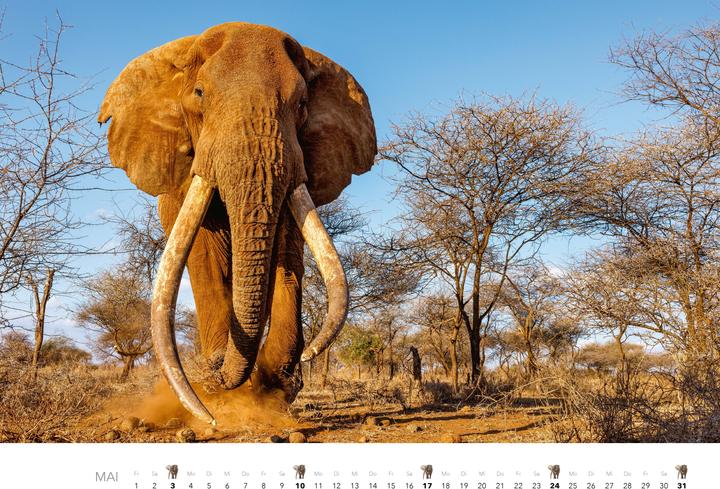 Produktbild Elefanten Kalender 2026