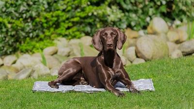 Productafbeelding Trixie Zacht (Hond)