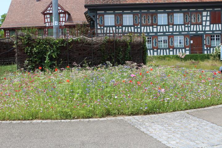 Image du produit Ökohum Bodensee Blütentraum Augenweide (Graines de fleurs)