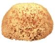 Immagine prodotto Body Vital Spugna naturale