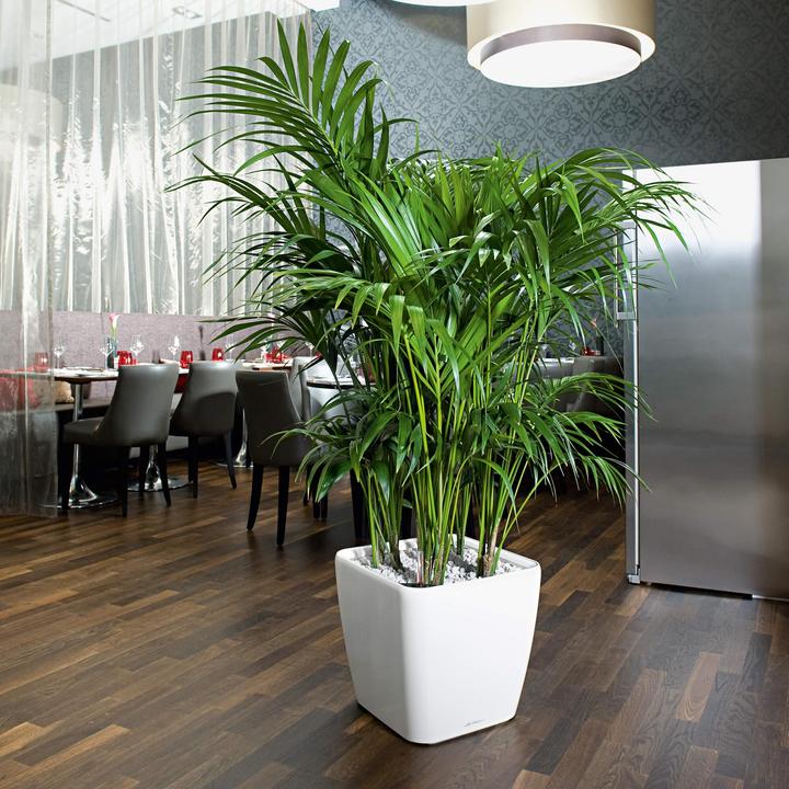 Produktbild Lechuza Quadro LS (43 x 43 x 39 cm)