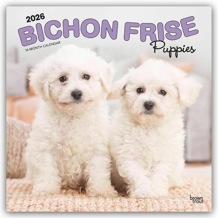 Produktbild Bichon Frisé Puppies - Bichon Frisé Welpen 2026 - 16-Monatskalender (30.5 x 30.5 cm)