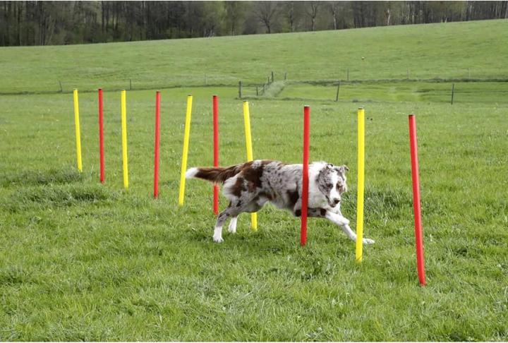 Actual product image Kerbl Complete set (One size, Agility)