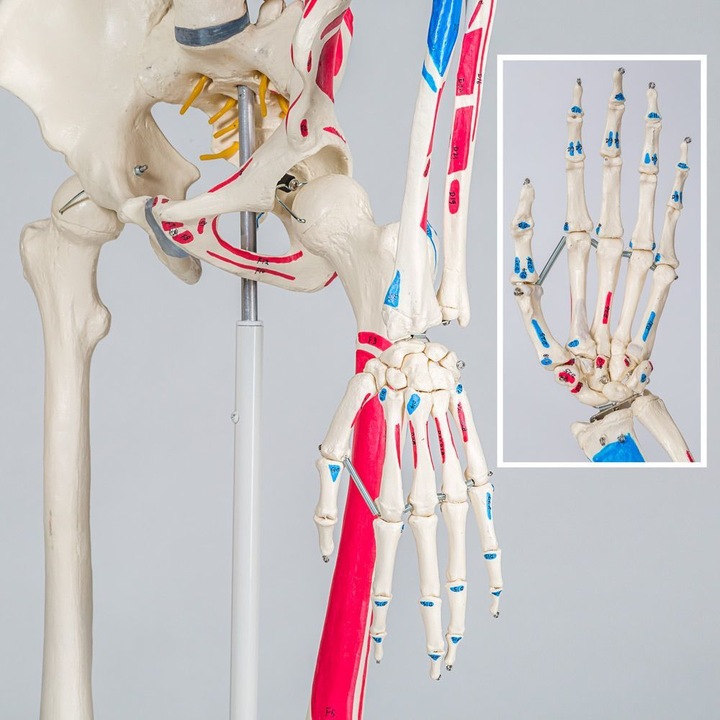 Immagine prodotto tectake Anatomia scheletrica