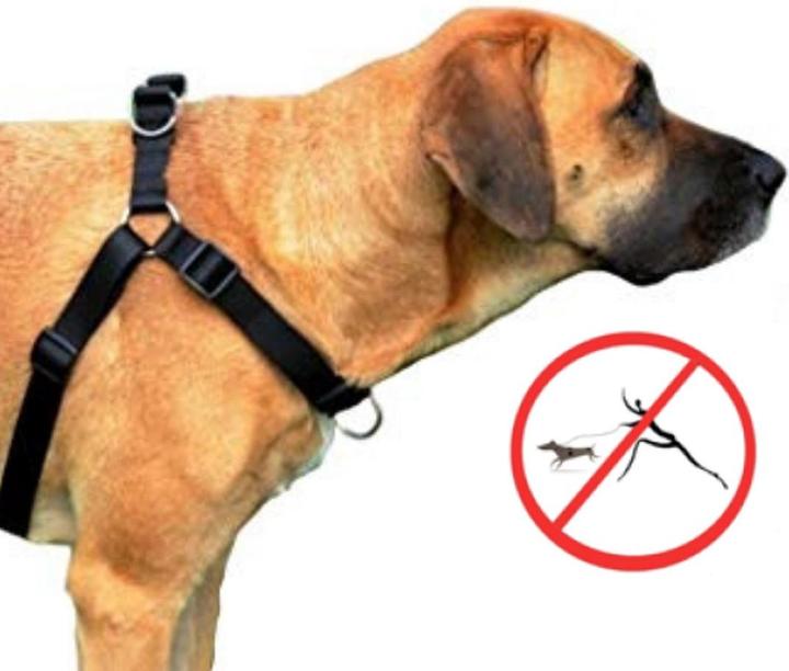 Immagine prodotto Red Dingo DINGO Easy Walk - Pettorina per cani - 52-74 cm (10, 11, 12, 13, 23, 24, 25, Cane, Generale)