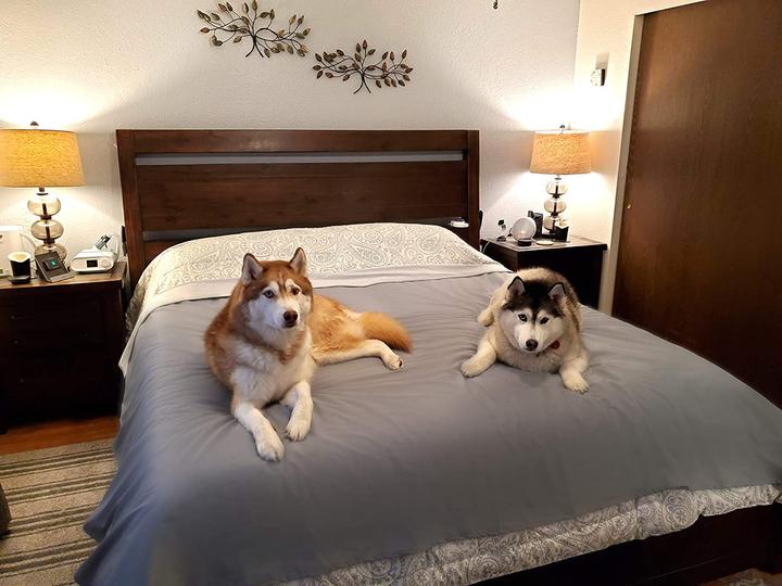 Produktbild Silly Legacy Schutzdecke (Hund)