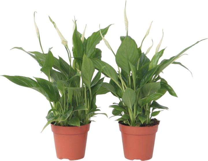 Actual product image Plant in a Box Spathiphyllum 'Torelli' - Set of 2 Peace Lily (30 cm)
