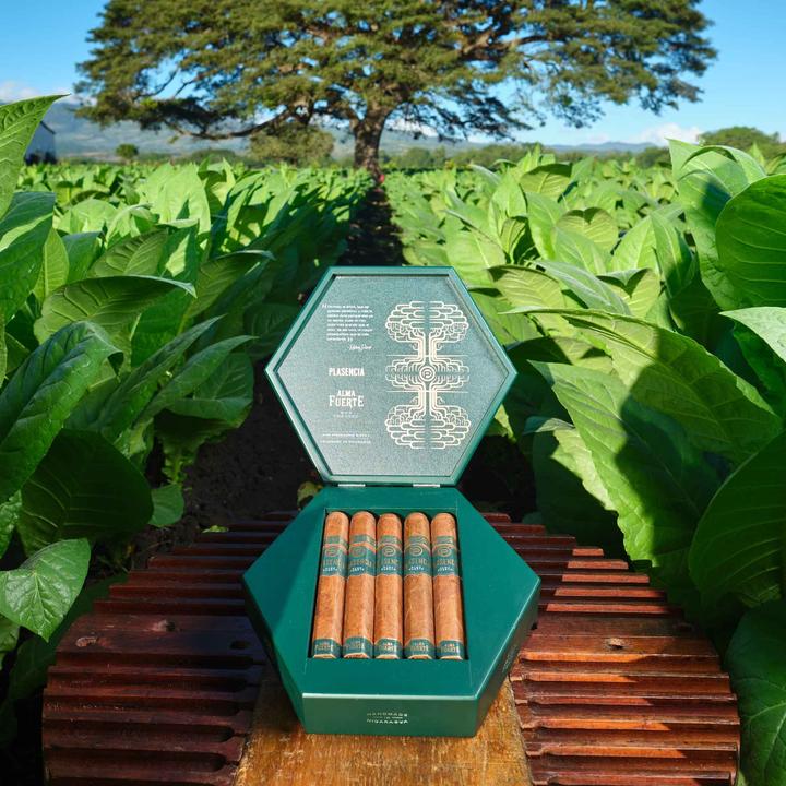 Actual product image Plasencia Alma Fuerte Sixto I Hexagono Colorado Claro (6x60) (Hexagon)