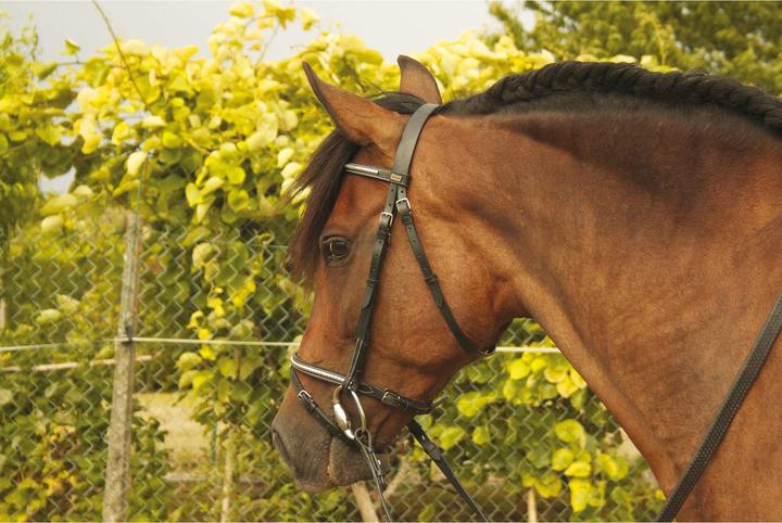 Image du produit TdeT Goya