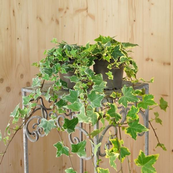 Sntispracht Ivy - Hedera helix Mix Variegated - buy at Galaxus - Galaxus