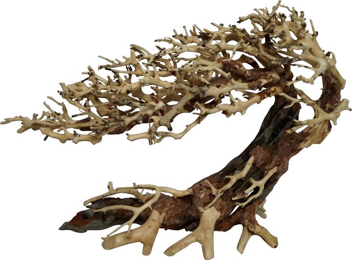 4fish Traerødder, Elegant brasilian tree, 30x13x23 cm (Dekoration, sonstige Gegenstände)
