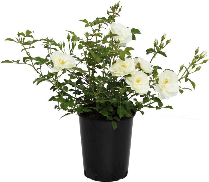 Actual product image Zulauf Rose (30 cm)