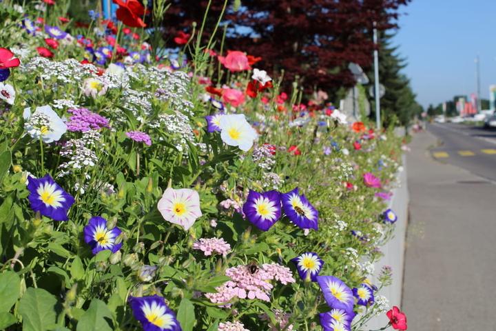 Image du produit Ökohum Bodensee Blütentraum Augenweide (Graines de fleurs)