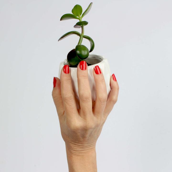 Image du produit Vargu solid red (Rose de feu)