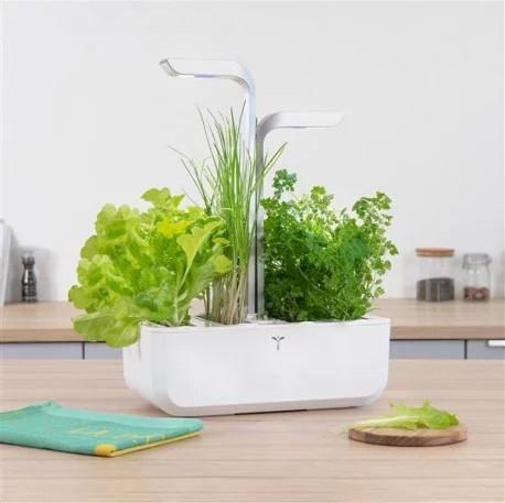 Produktbild Véritable Lingot Eichblattsalat BIO (Gemüsesamen)