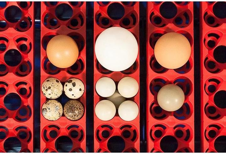 Actual product image Borotto Real 2 automatic incubator