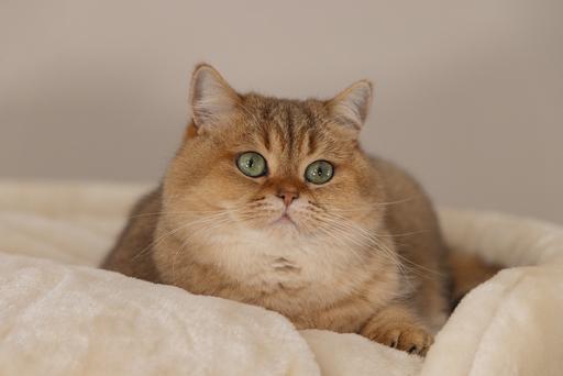 Image du produit Beeztees Tura (100 cm, Marron, Beige)