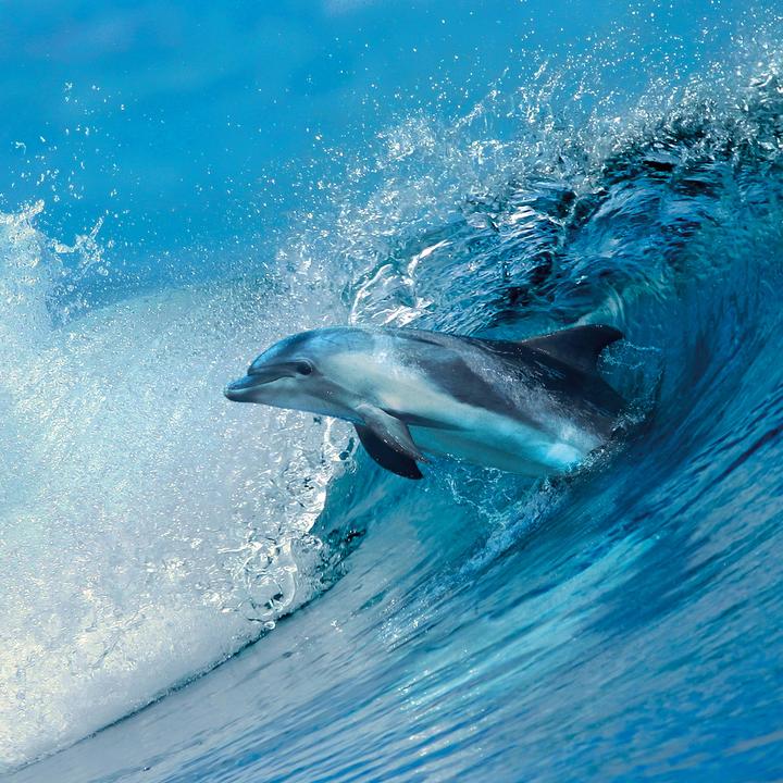 Produktbild Delfine/Dolphins 2026 (30 x 30 cm)
