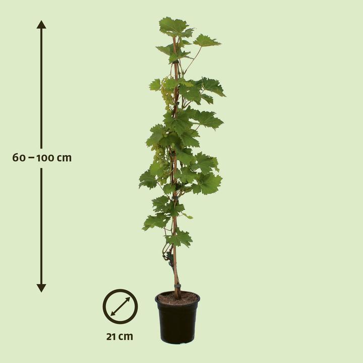 Immagine prodotto Zulauf Vite ibrida / Vitis Arkadia (80 cm)