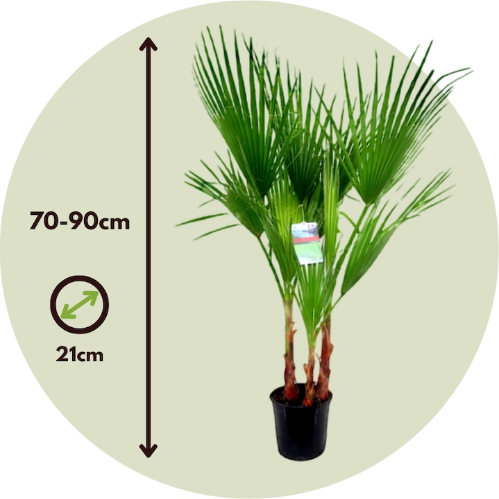 Immagine prodotto Plant in a Box Washingtonia Robusta - 2er Set Mexikanische Fächerpalme (70 cm)
