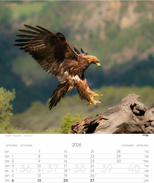 Produktbild Tiere der Alpen - Kalender 2026