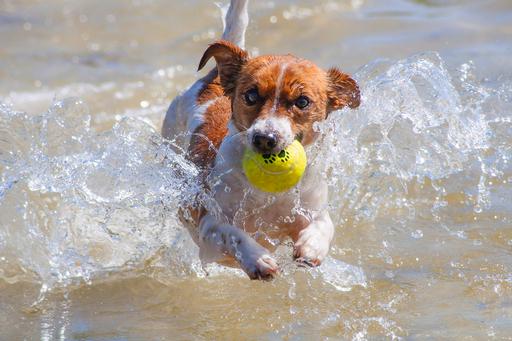 Actual product image Karlie Tennis balls (Ball toy dog)