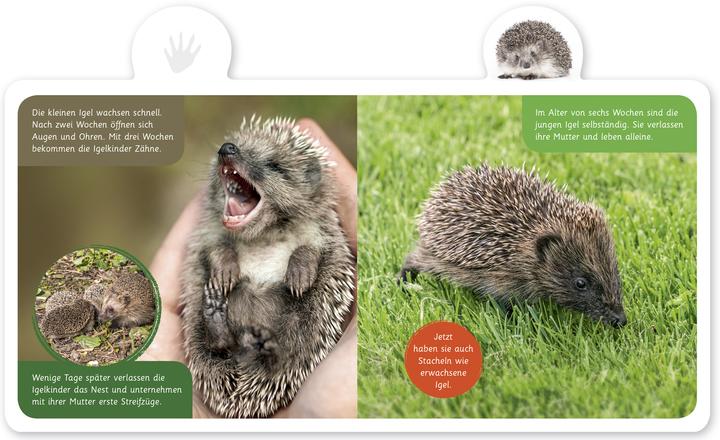 Produktbild Der Igel (Deutsch, Hannah Kastenhuber, 2018)