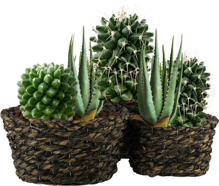 Produktbild Natura Punto 3er-Set Natur Pflanzentöpfe aus Gras-Geflecht, 3 Grössen, dunkelbraun (24 cm)