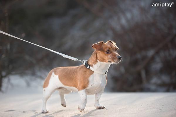 Produktbild amiplay Leine Lincoln, M 140 x 1,5cm, weiss (M, Hund, Allgemein)
