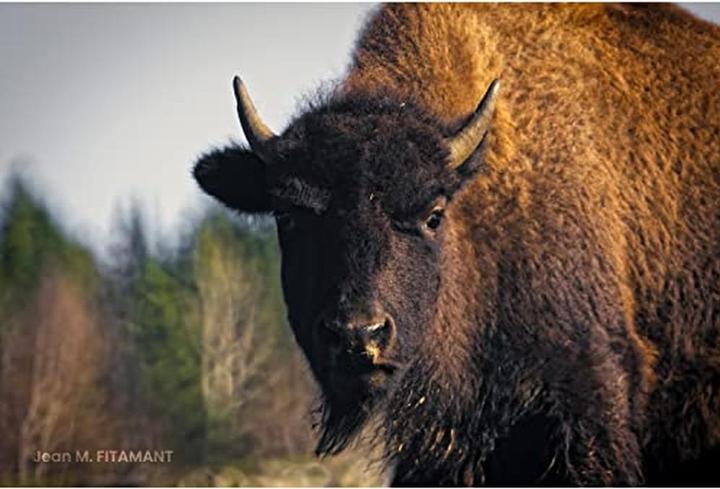 Produktbild Tokina SZX 400mm f/8 MF Nikon F (Nikon F, Vollformat)