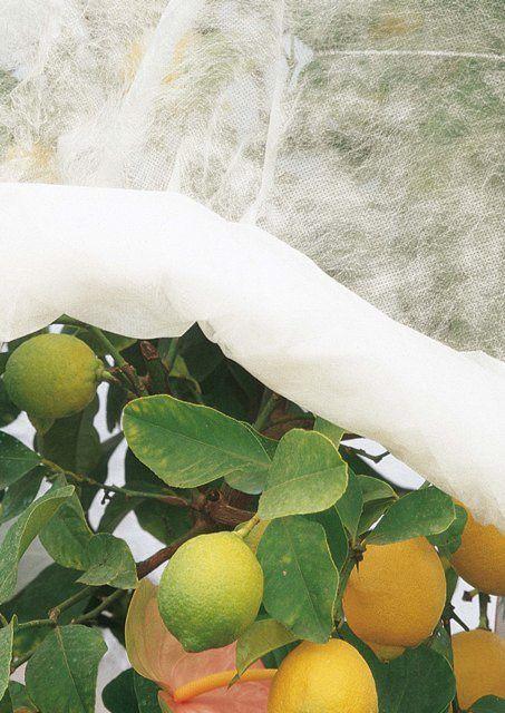 Immagine prodotto Verdemax Cappuccio