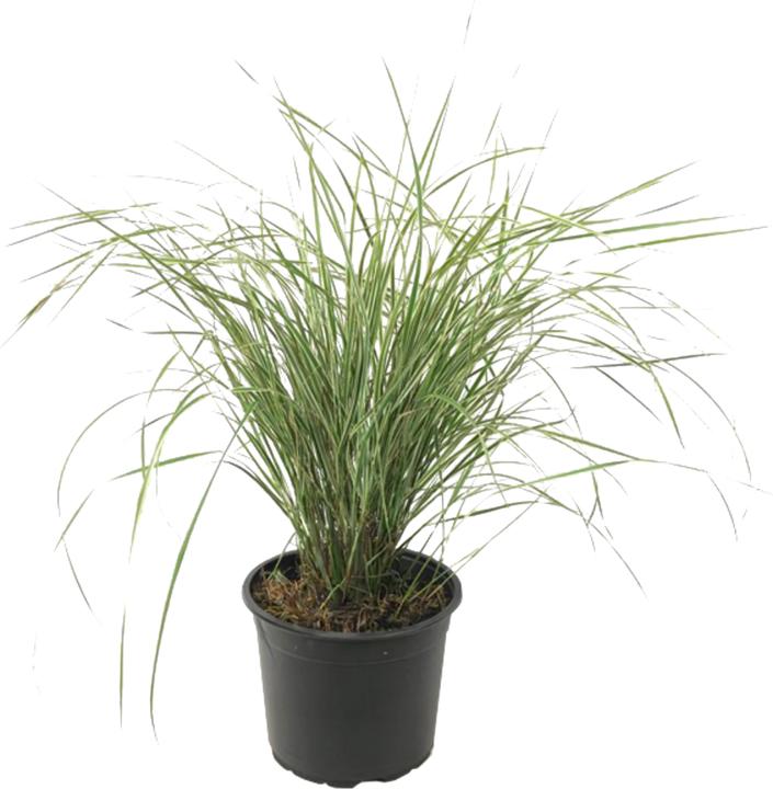 Immagine prodotto Plant in a Box Calamagrostis acutiflora x 'Overdam' - Gramigna (20 cm)