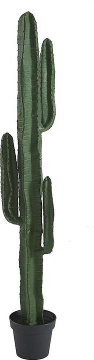 Immagine prodotto Ozaia Guada (145 cm)