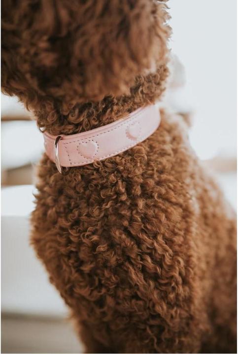 Actual product image Hunter - H.HB Soho X Love - 47/S-M - Pink (Dog, General)