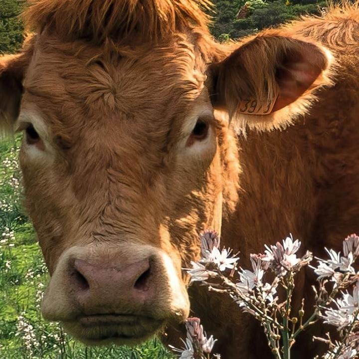 Productafbeelding Komar Vliesbehang Cow Paradise 9 panelen 450 x 280 cm (450 x 280 cm)