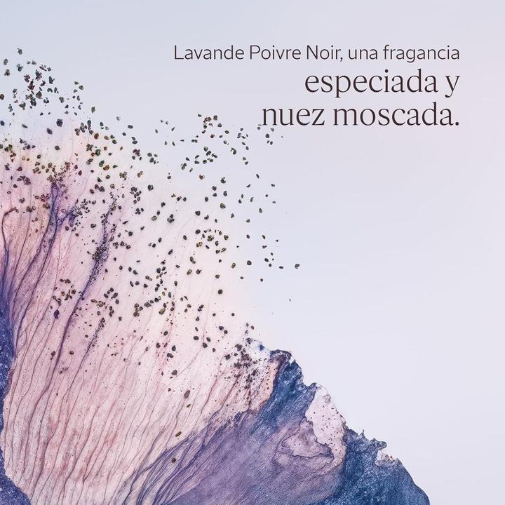 Actual product image L'Occitane Lavande Poivre Noir (Roll-on, 50 ml)