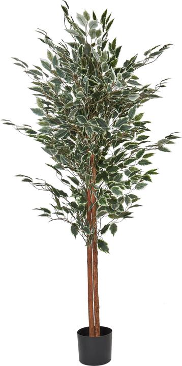 Immagine prodotto Beliani Ficus (167 cm)
