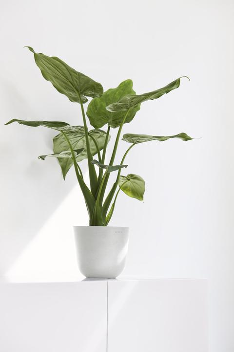 Produktbild Ecopots Oslo Mini (16 x 13.70 cm)