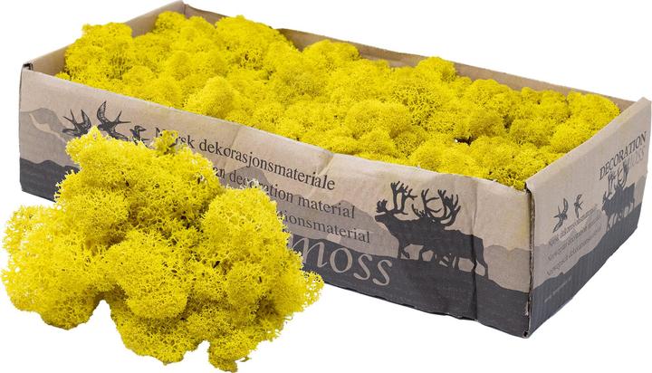 Actual product image Flowerbox Iceland moss