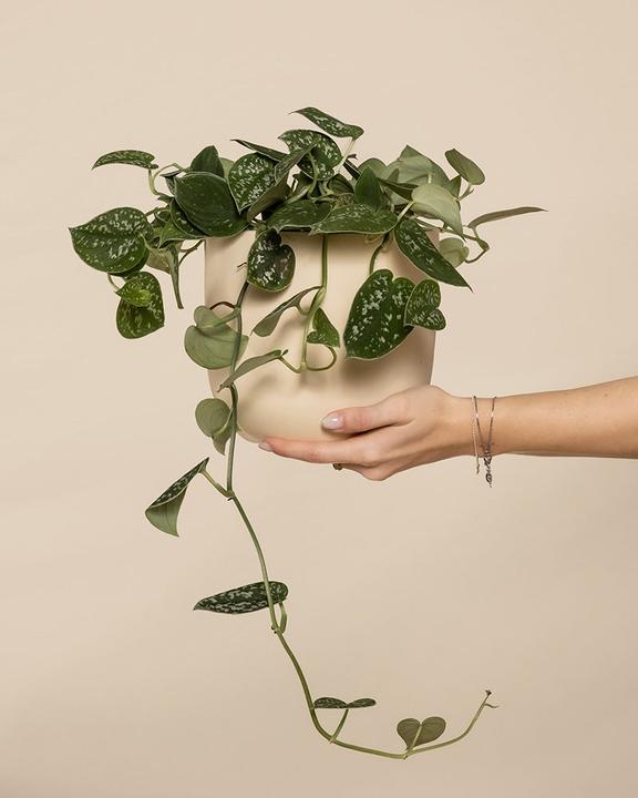 Actual product image feey Gefleckte Efeutute (35 cm, Freshly repotted)