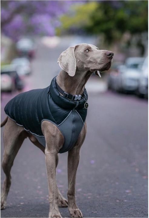 Image du produit Red Dingo Veste bouffante (30, Manteau pour chien)