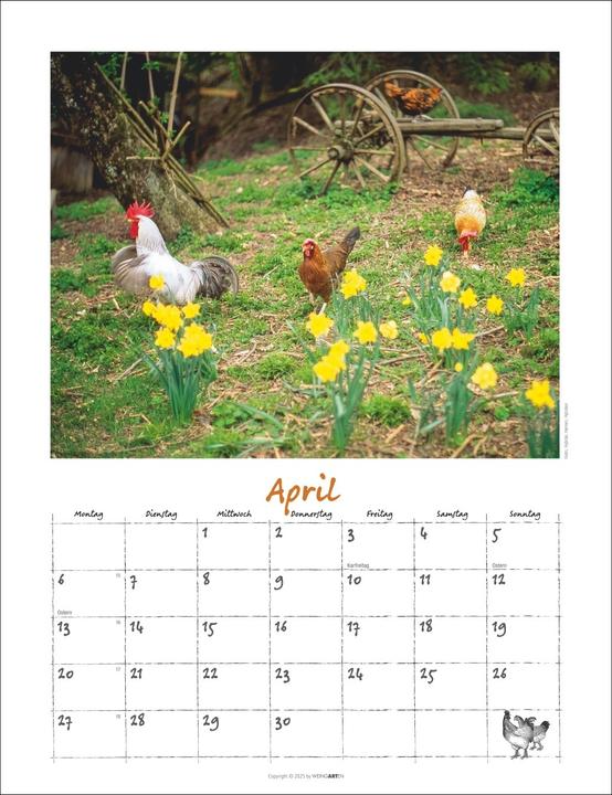 Produktbild Der Hühnerkalender 2026 (30 x 39 cm)