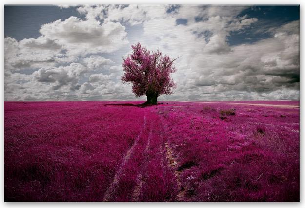 Image du produit Trenddeko L'arbre solitaire (120 x 75 cm)